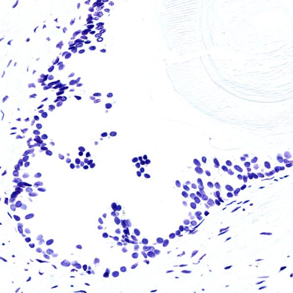 DNA倍性分析：Blue Feulgen DNA倍性分析染色试剂盒解决方案