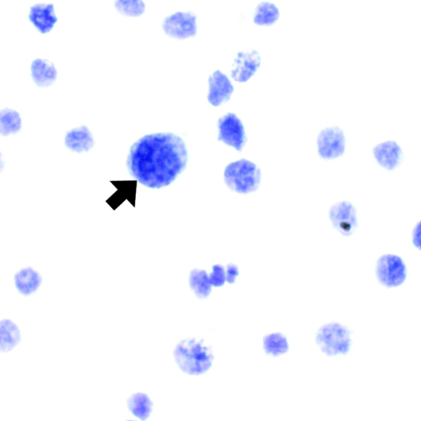 Blue Feulgen DNA Ploidy分析染色试剂盒