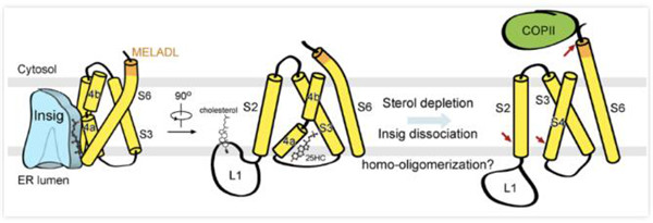 固醇类分子调节SREBP信号通路的分子机制