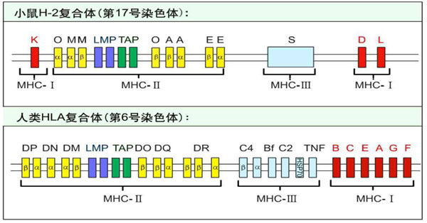 小鼠的MHC被称为H-2；人类的MHC被称为HLA