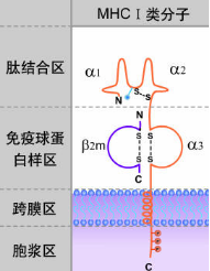 MHC I类分子