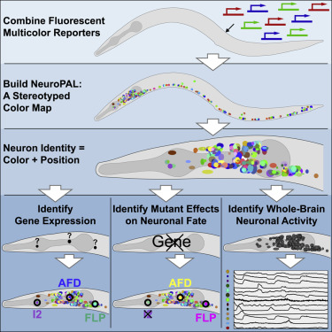 线虫中全脑神经元鉴定的多色图谱