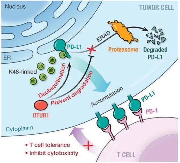 OTUB1调控肿瘤免疫逃逸模式图