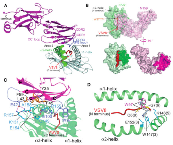 reTCRβ-pΜΗC-I复合物结构、配位分子