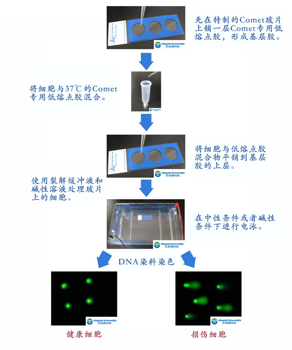 彗星实验原理与流程示意图