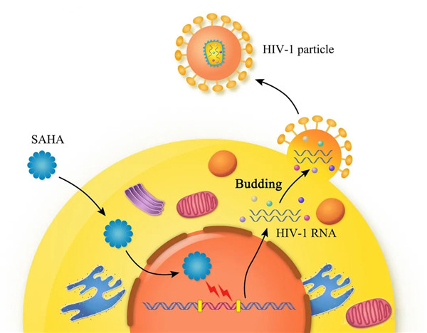 根除潜伏在被感染免疫细胞内的HIV的新方法