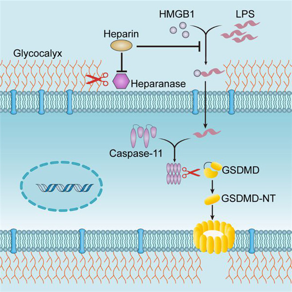 吕奔课题组肝素可预防caspase-11依赖的败血症致死