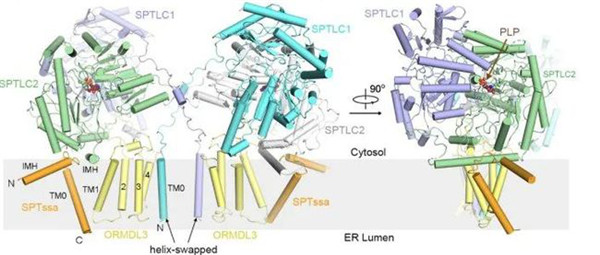 二聚化SPT-ORMDL3复合物的整体结构