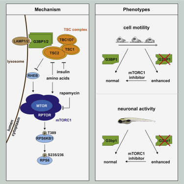 G3BP将TSC复合物束缚于溶酶体并抑制mTORC1信号传导