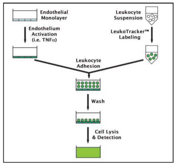 白细胞与内皮细胞之间的粘附分析流程图