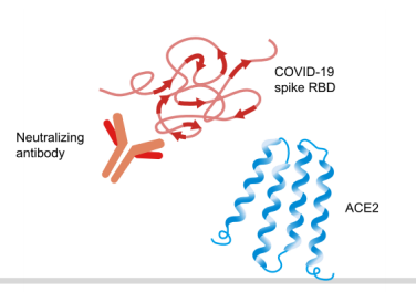 COVID-19 Neutralizing Antibody ELISA Kit