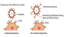 COVID-19 Pseudovirus Neutralizing Antibody Assay (Luciferase) 