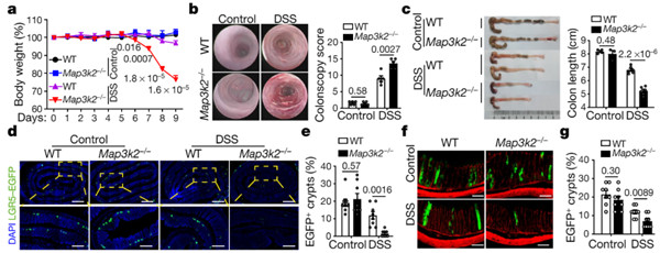 MAP3K2调控的肠道基质细胞可定义一种独特的干细胞微环境