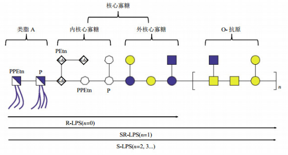 革兰阴性菌LPS