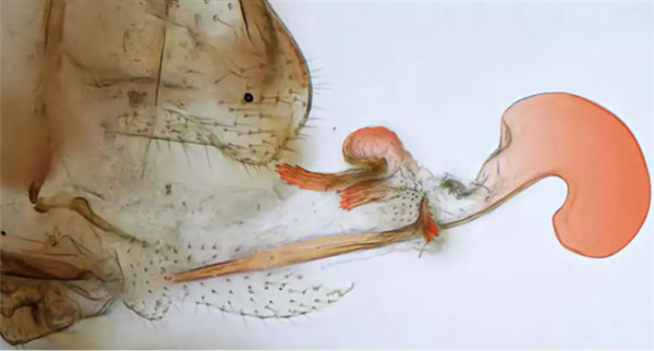 啮虫目雌性昆虫的“雄性生殖器官”