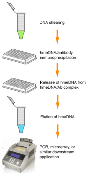 EpiQuik™ Hydroxymethylated DNA Immunoprecipitation (hMeDIP) Kit