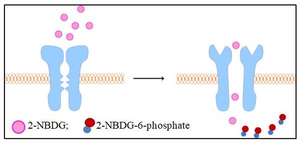 细胞中2-NBDG摄取的测定原理