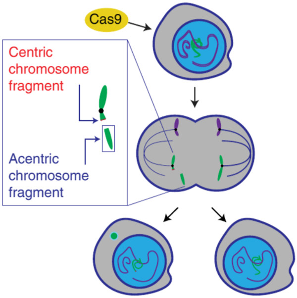 CRISPR–Cas9介导的基因组编辑会导致染色体碎裂