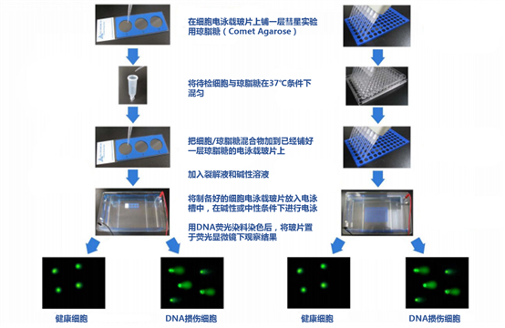 彗星的长度与DNA的损害程度有关