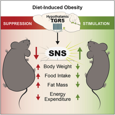 下丘脑胆汁酸-TGR5信号途径可防止肥胖