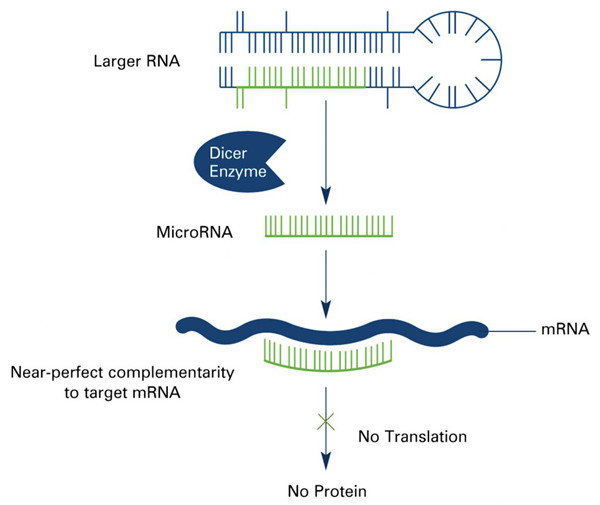 microRNA (miRNA) 