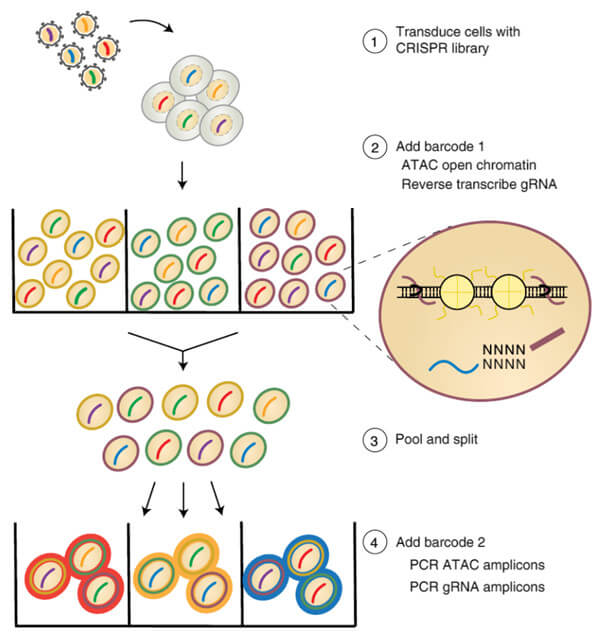  CRISPR-sciATAC工作流程