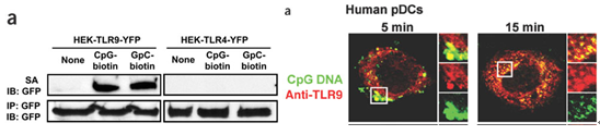 CpG-DNA与TLR9互作的IP和IF实验结果