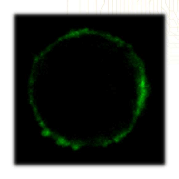 HLA-G clone (MEM-G/9) Alexa Fluor® 488