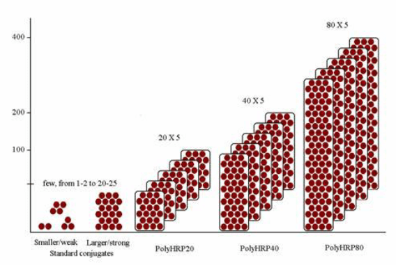 不同尺寸HRP多聚体示意图