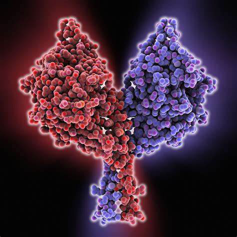 驱动蛋白的结构和功能
