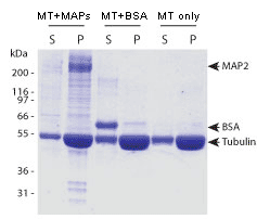 使用MT002进行微管（MT）结合蛋白spin-down试验