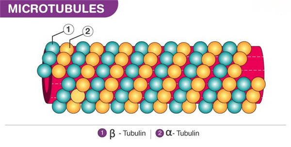 微管