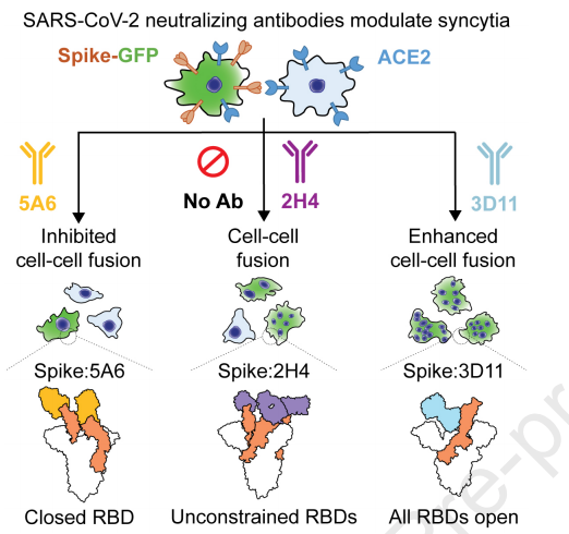 SARS-CoV-2中和抗体和合胞体调节的结构基础