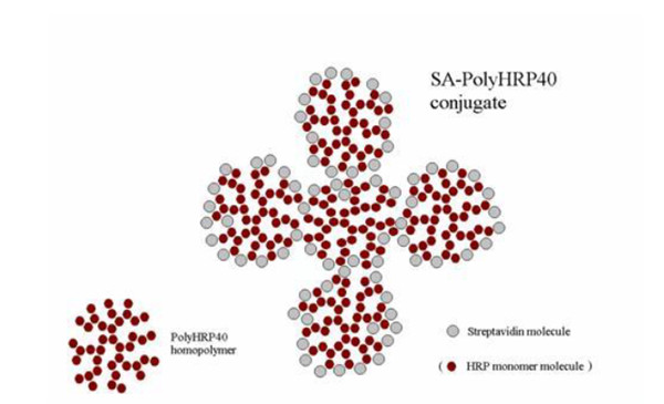 HRP聚合体以及SA－PolyHRP40