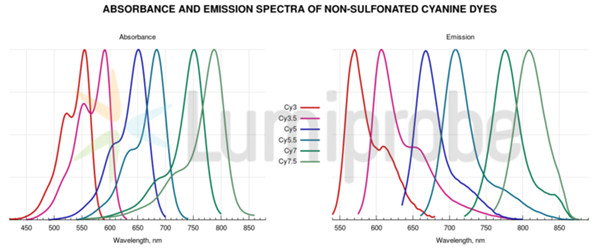 非磺化花青染料的吸光度和荧光光谱绘制
