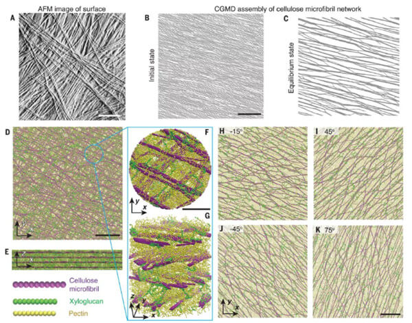 建立植物表皮细胞壁复杂力学的模型