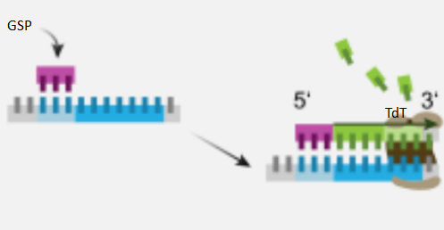 5'RACE中TdT的作用