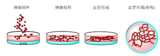 血管生成