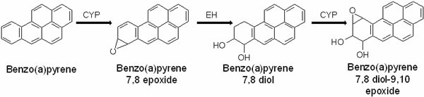 BP（苯并(a)芘）代谢成为BPDE（二羟环氧苯并芘）的途径