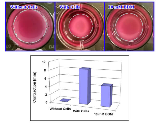 试剂盒CBA-5020的细胞收缩检测结果-BDM的收缩抑制