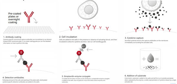 ELISpot原理