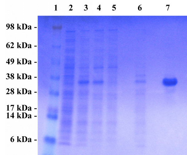 纯化的重组MuLV p30蛋白