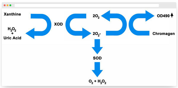 超氧化物歧化酶