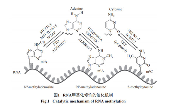 RNA甲基化修饰的催化机制