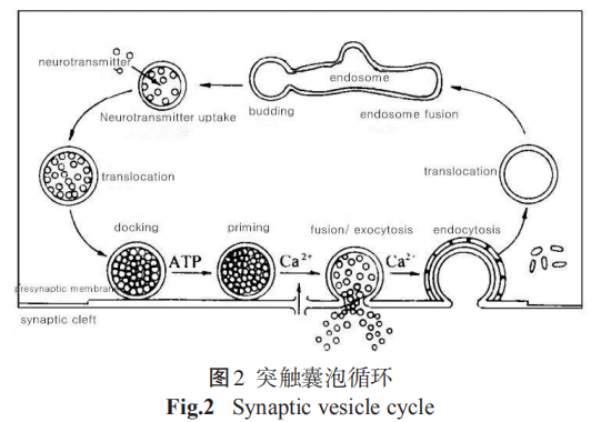突触囊泡循环