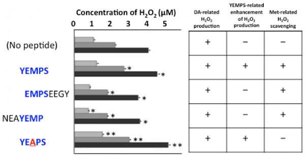 DA 与 YEMPS 肽的共育增强 H2O2生产