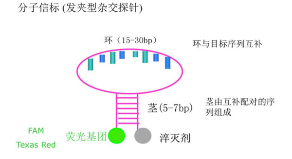 5.用于 RT-qPCR 的 TaqMan® 探针和分子信标