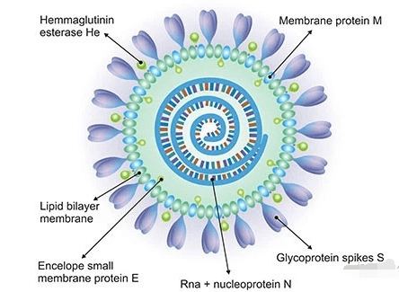 SARS-CoV-2（新冠病毒）