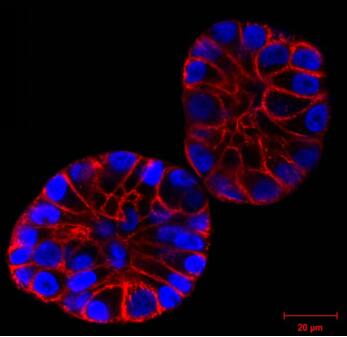 Spirochrome活细胞成像荧光探针