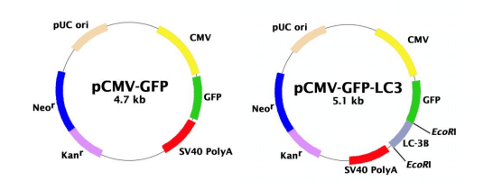 GFP-LC3表达质粒